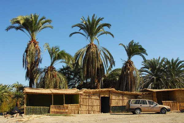 Palm grove near Palpa