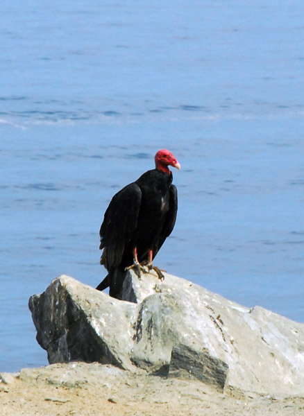 Turkey Vulture (Cathartes aura) Peru