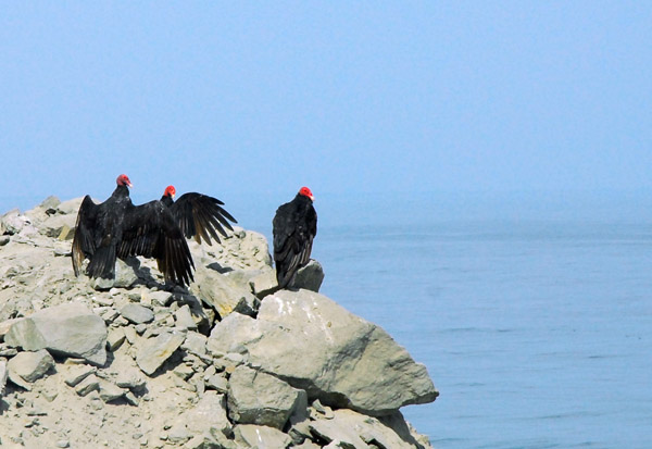 Turkey Vultures along the Panamerican Highway