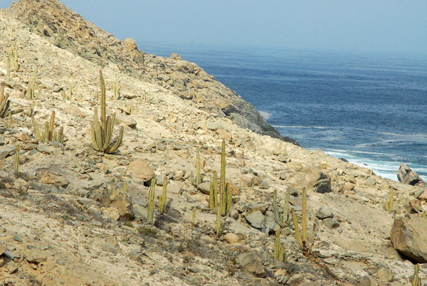 Cactus along the coast of Peru