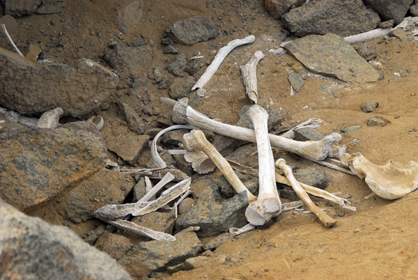 Human remains in one of the tombs at Puerto Inca