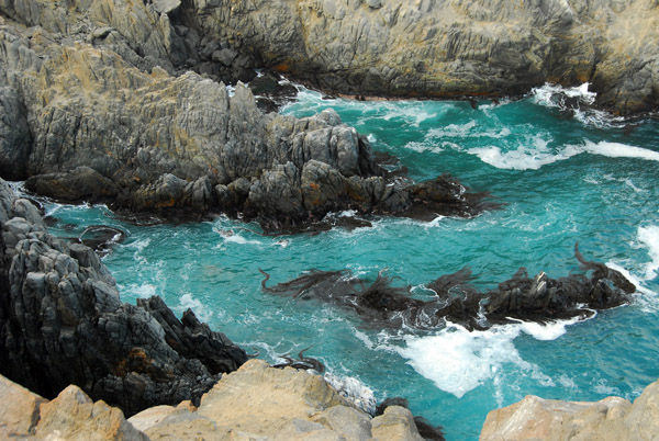Kelp and aquamarine water, Puerto Inka