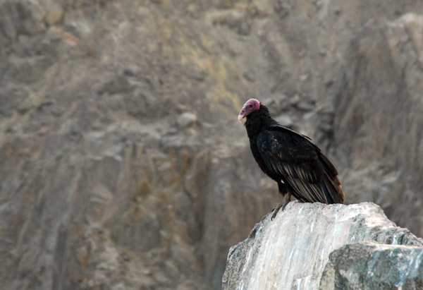 Turkey vulture, Puerto Inka