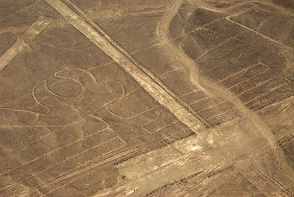 The Parrot - Nazca Lines