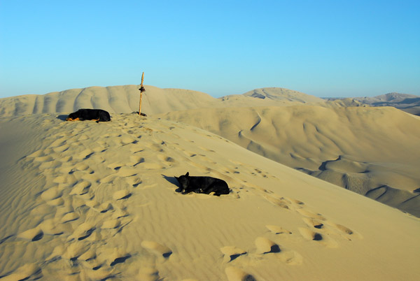 Dogs hanging out, Huacachina