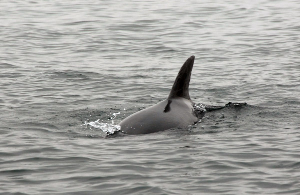 Common dolphin (Delphinus delphis) Peru