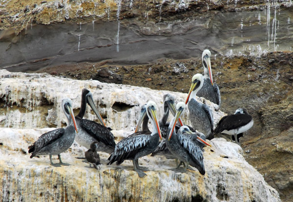 Peruvian Pelicans (Pelecanus thagus) Paracas Peninsula
