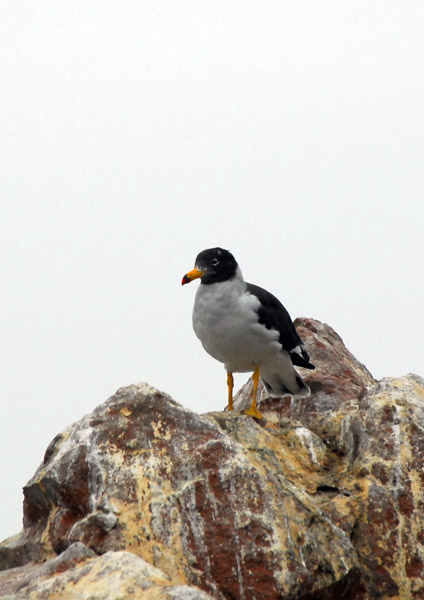 Belcher's Gull (Larus belcheri) Paracas