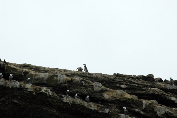 Penguins high atop the island