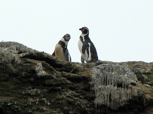 Humboldt Penguins (Spheniscus humboldti)