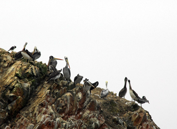 Peruvian Pelicans (Pelecanus thagus) Islas Ballestas