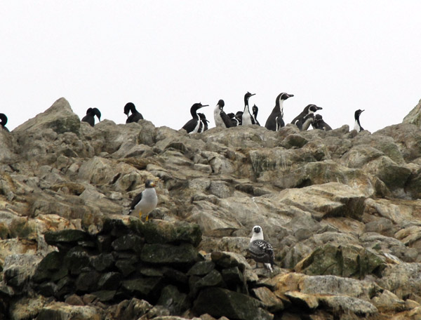 A large group of Humboldt Penguins, Ballestas Islands