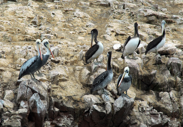 Peruvian Pelicans (Pelecanus thagus)