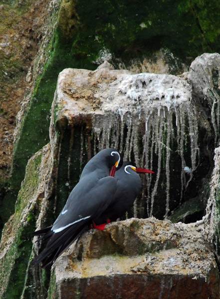 Incan Terns (Larosterna inca)