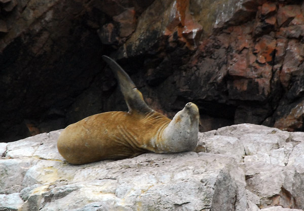 Sea lion waving a flipper, Islas Ballestas