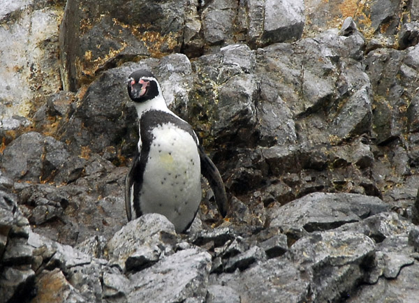 Humboldt Penguin (Spheniscus humboldti) Islas Ballestas