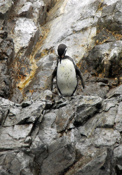 Humboldt Penguin, Peru