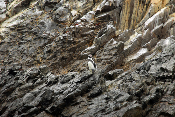 Humboldt Penguin on the rocks, Islas Ballestas