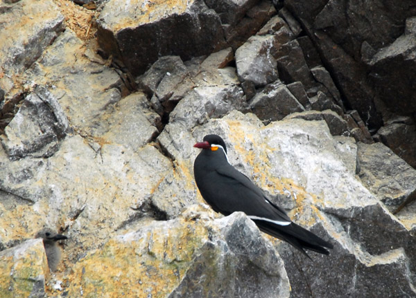 Incan Terns (Larosterna inca)  Islas Ballestas