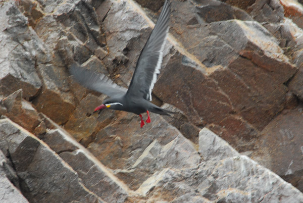 Incan Terns (Larosterna inca) in flight