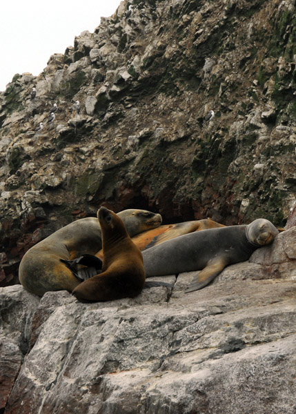 South American sea lions
