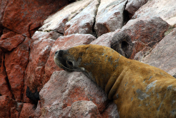 South American Sea Lions (Otaria flavescens) Islas Ballestas