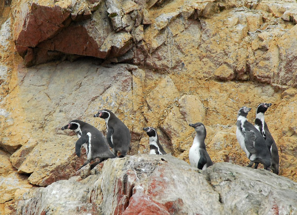 A group of penguins, Islas Ballestas