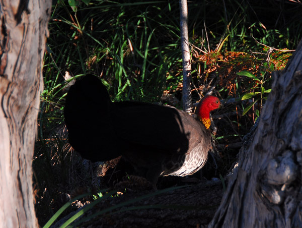 Australian Brush-turkey (Alectura lathami) Noosa National Park