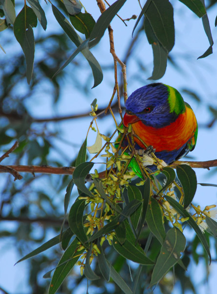 Rainbow Lorikeet (Trichoglossus haematodus)