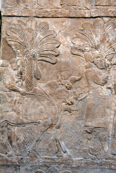 Bull being led through southern Iraq, Assyrian, ca 640 BC, from Nineveh