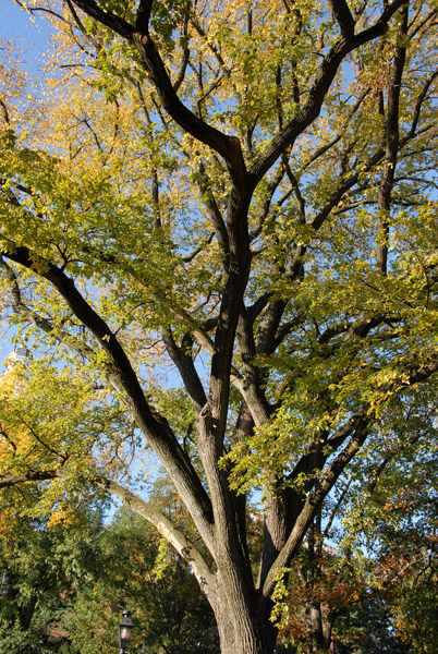 Fall foliage, Annapolis