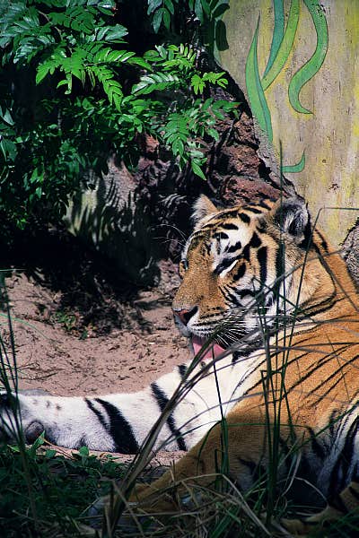 Disney's Animal Kingdom - Tiger