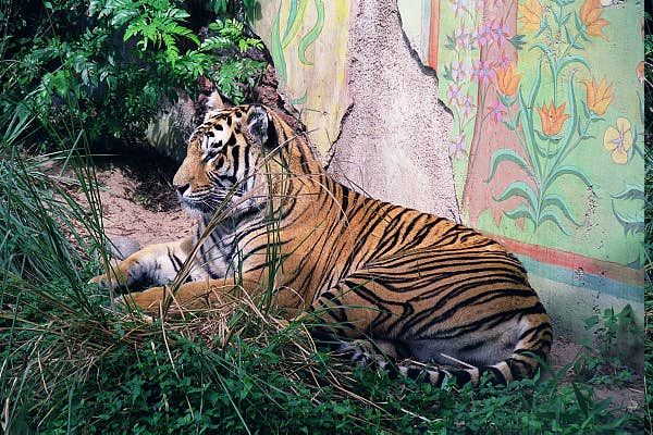 Disney's Animal Kingdom - Tiger