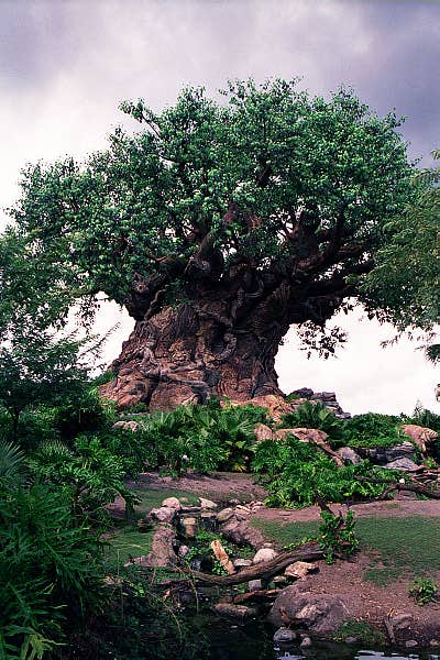 Disney's Animal Kingdom - Tree of Life