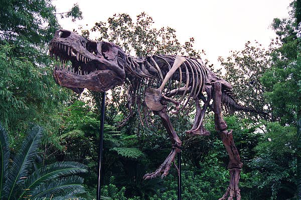 Disney's Animal Kingdom - Dinosaur Skeleton