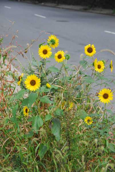 Weeds along the fence