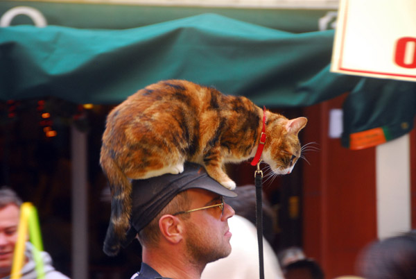 Man with a cat on his head, Little Italy