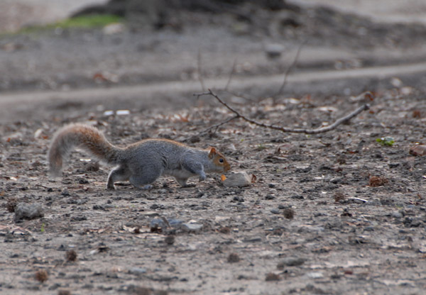 Gray Squirrel, Central Park
