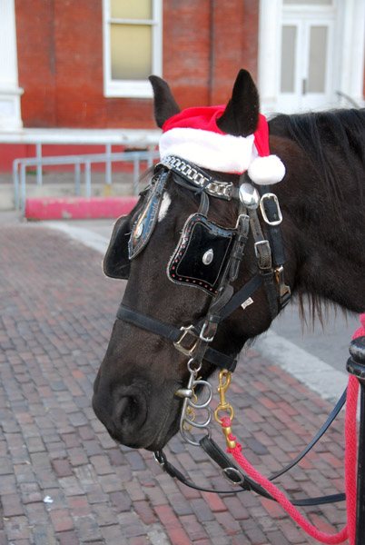 Horse at Galveston wearing a Santa hat