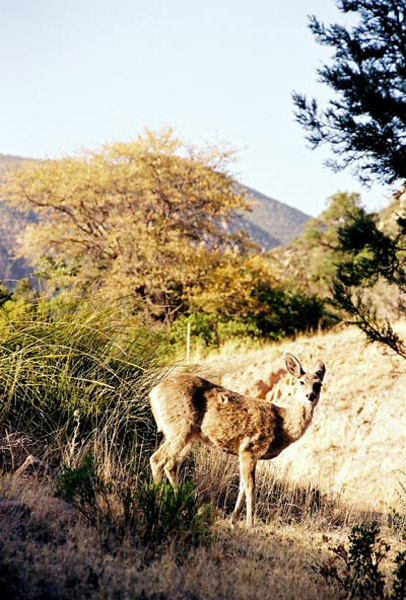 Chiracahua National Monument