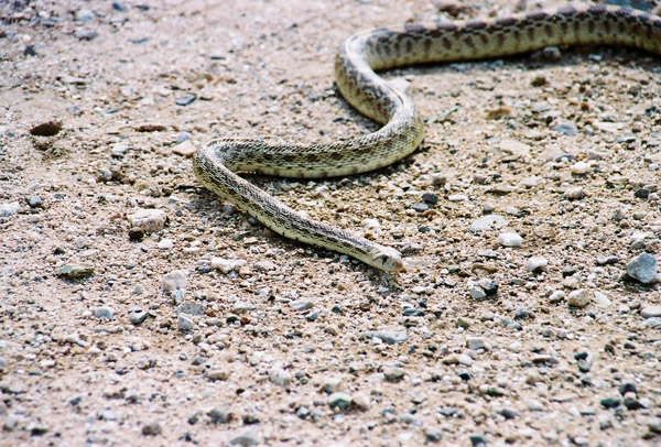(identify snake)