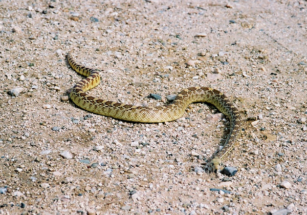 Snake, Saguaro National Park
