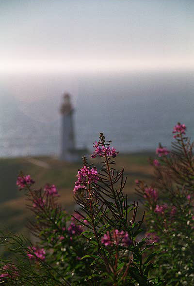 Flowers with the Yaquina Head Lighthouse, Newport, Oregon