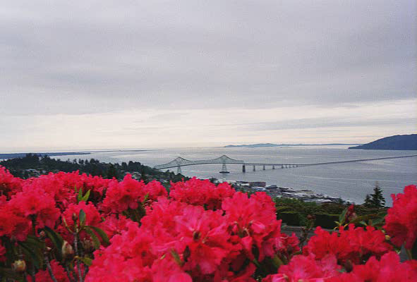 View with flowers of the mouth of the Columbia River from the Astoria Column, Coxcomb Hill