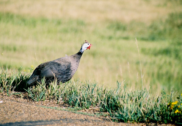 That sure looks similar to Africa's Helmeted Guineafowl
