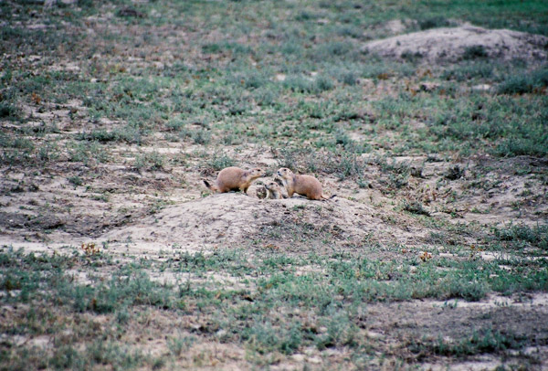 Prairie Dog, Theodore Roosevelt National Park, ND