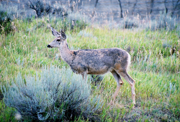 Deer, Theodore Roosevelt National Park