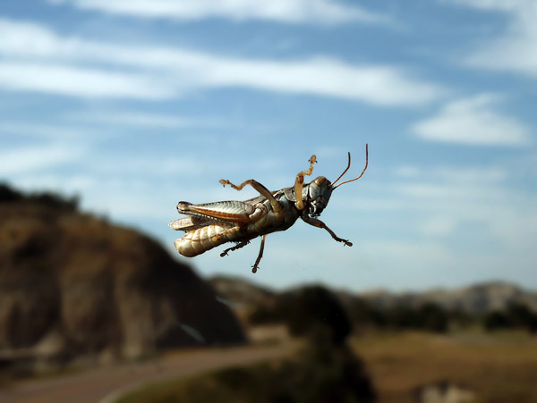 Giant grasshopper on the windshield