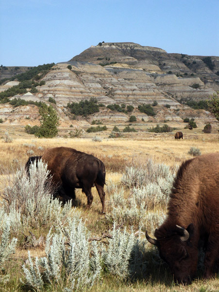 Bison, Theodore Roosevelt National Park