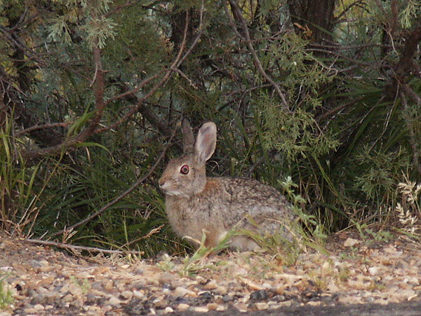 Rabbit, Theodore Roosevelt National Park